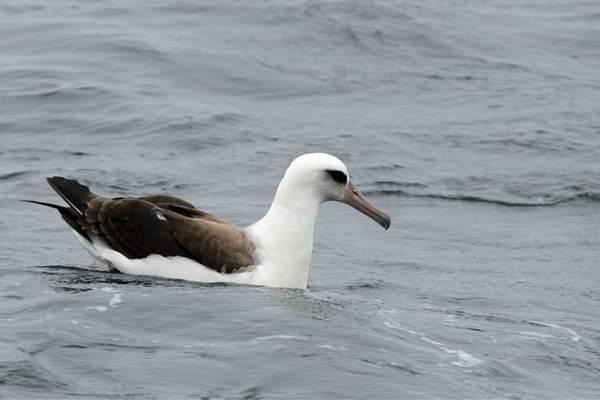 Laysan albatross swimming