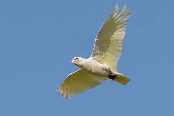 White cockatoo on flight