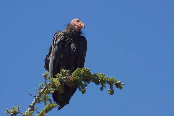 California condor perching