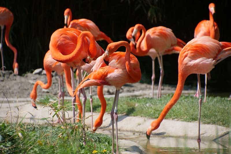 American flamingos