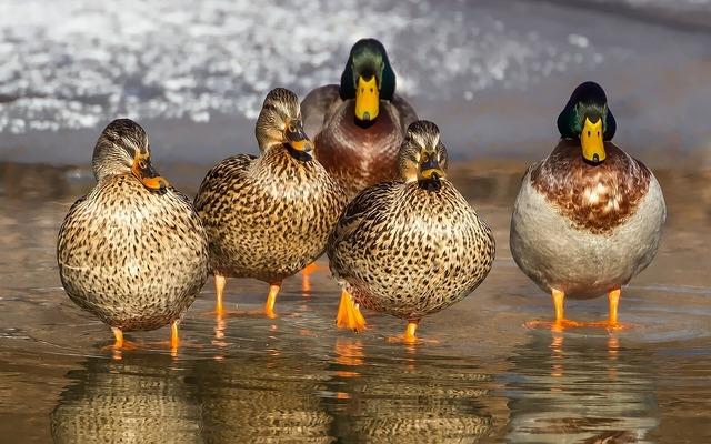 ducks, wild, mallards