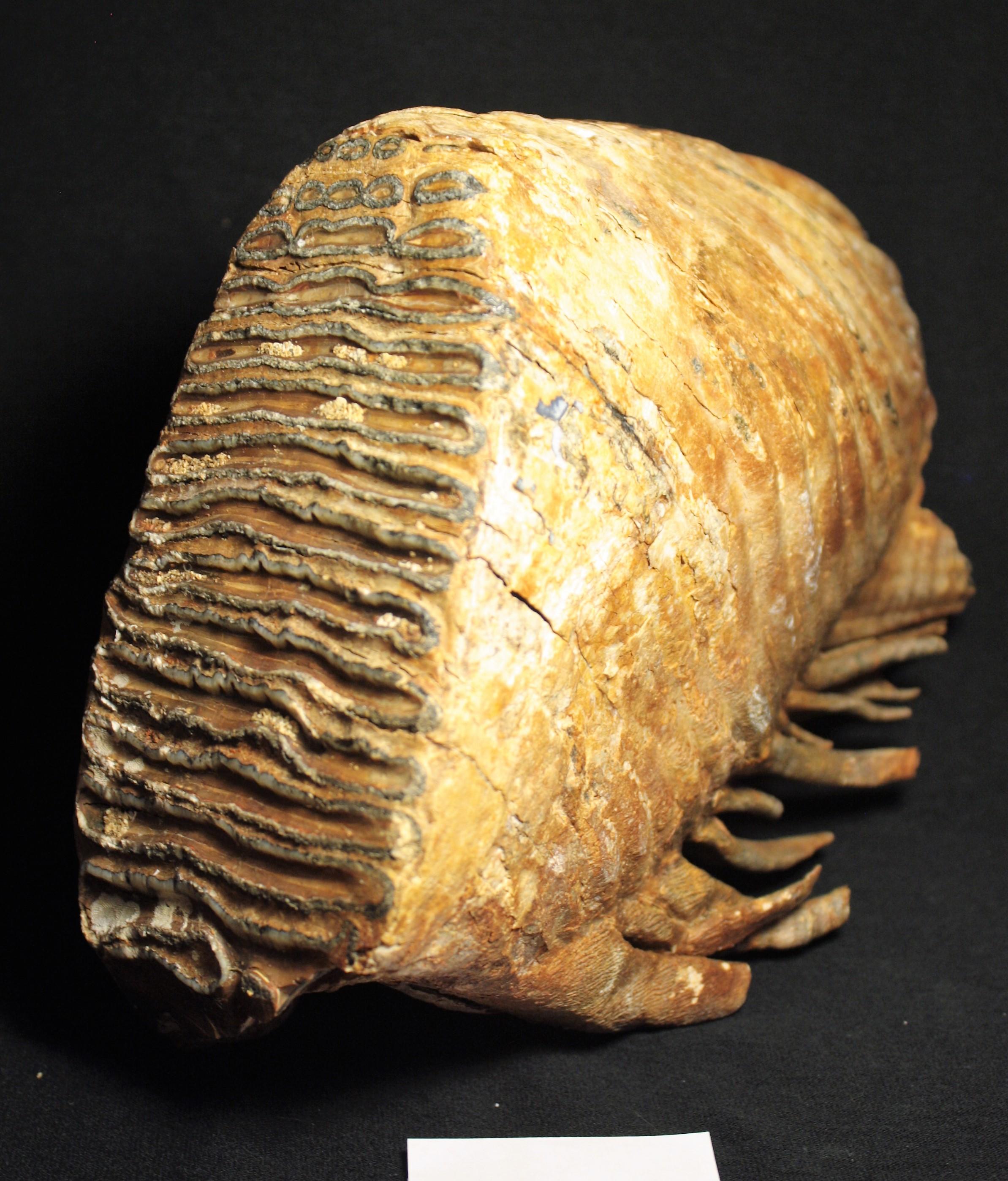 mammoth_tooth2