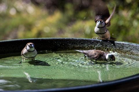 Birds play in a bird bath.