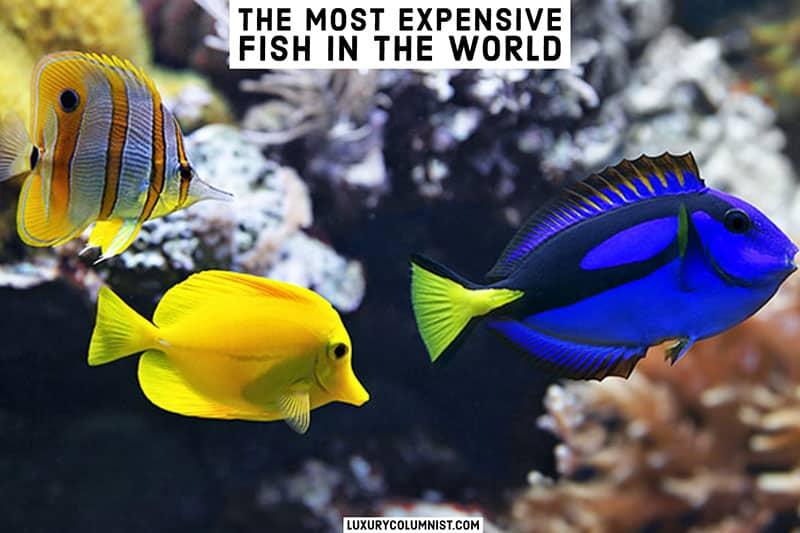 The most expensive fish in the world