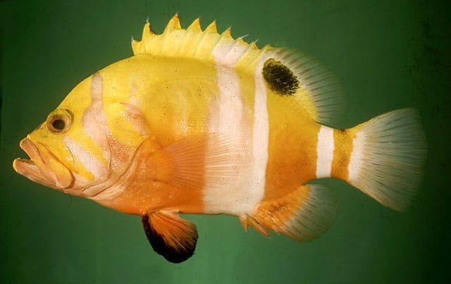 Golden basslet fish