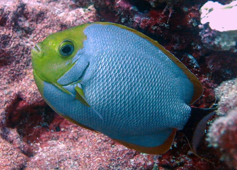 A Peppermint Angelfish