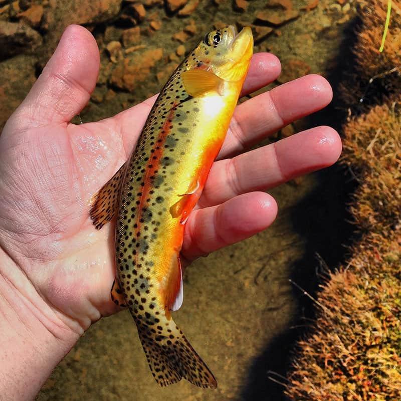 A golden trout