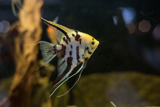 Fish that Live Long Lives in Aquariums San Diego, CA
