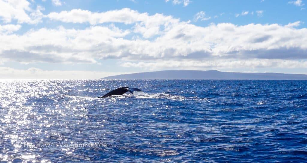 best Hawaiian island for whale watching - whale tail