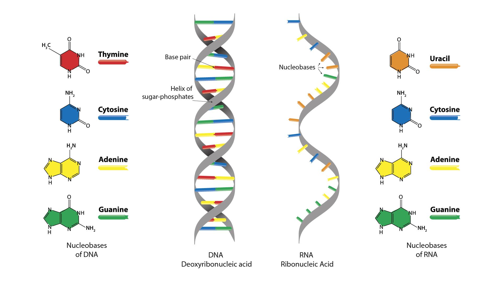 Molecules of DNA and RNA are compared and contrasted.