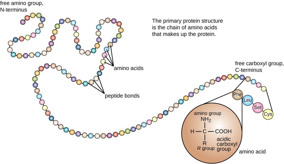 This illustration shows a polypeptide backbone folded into a three-dimensional structure. Chemical interactions between amino acid side chains maintain its shape. These include an ionic bond between an amino group and a carboxyl group, hydrophobic interactions between two hydrophobic side chains, a hydrogen bond between a hydroxyl group and a carbonyl group, and a disulfide linkage.