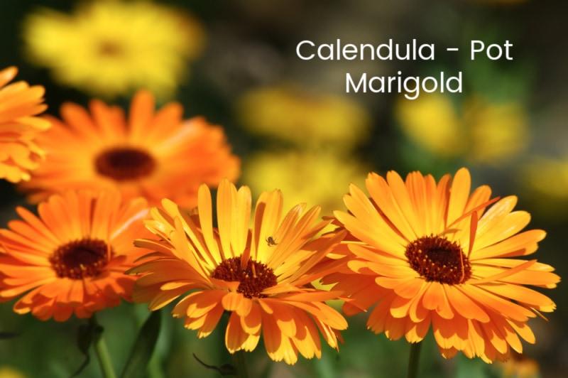 Pot marigolds aka Calendula with text overlay