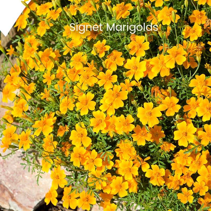 Signet marigolds with text, signet marigolds Tagetes tenuifolia