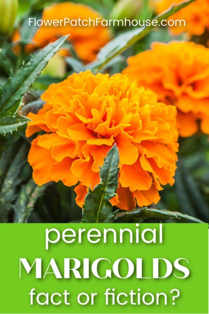 Orange marigold flower with text overlay, perennial marigolds, fact or fiction? flower patch farmhouse dot com