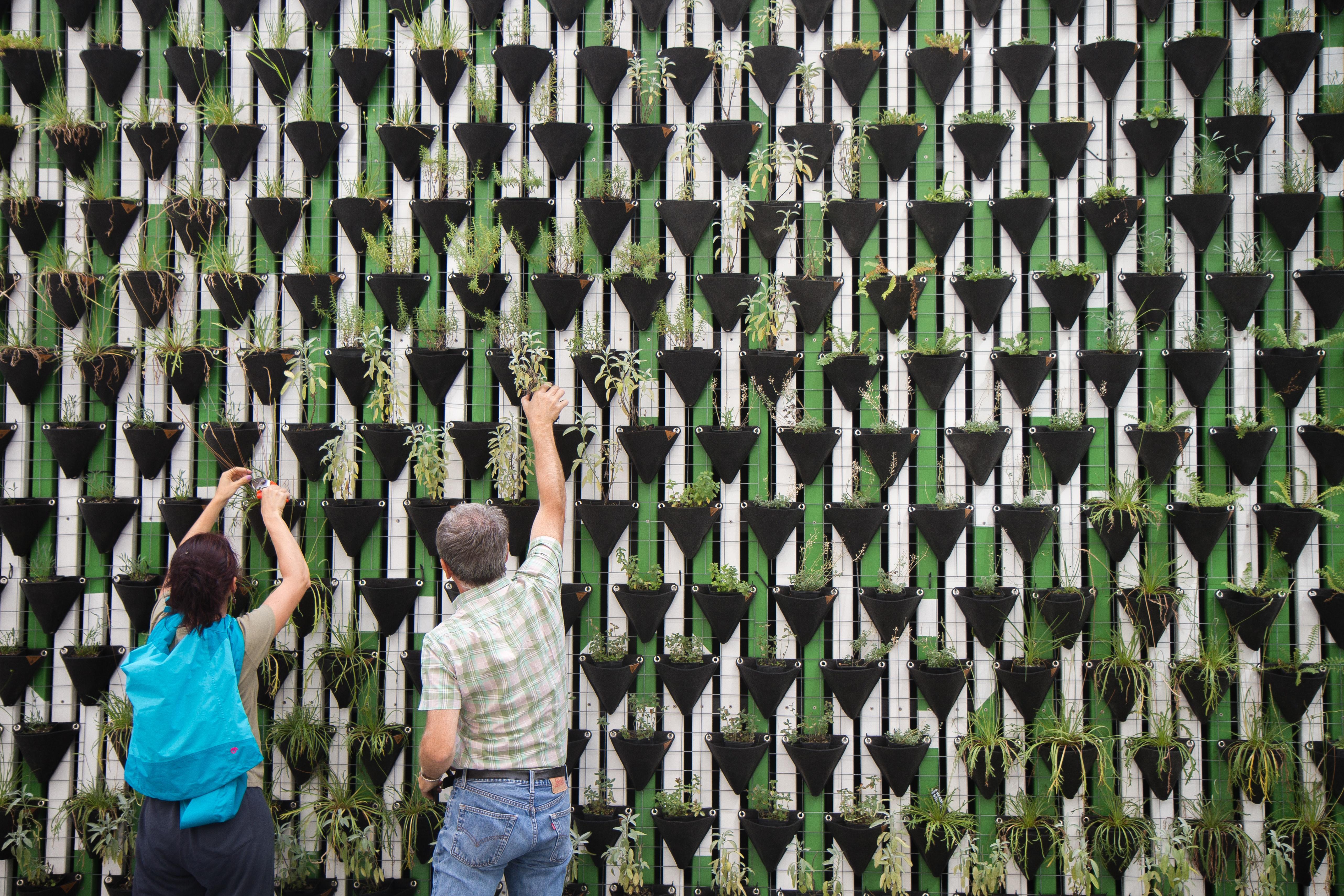 A tall green wall with two people tending to the plants.