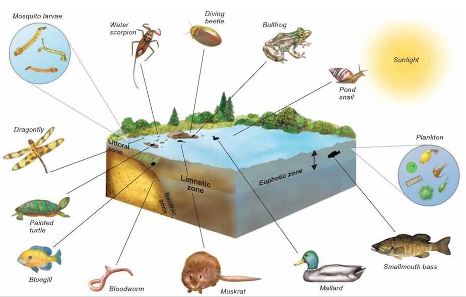 Determining the Non-Freshwater Ecosystem