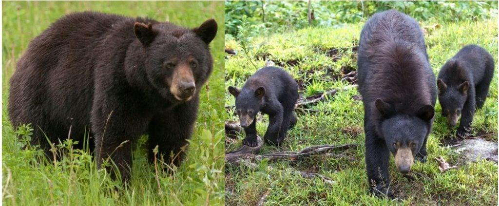 mammals in Virginia