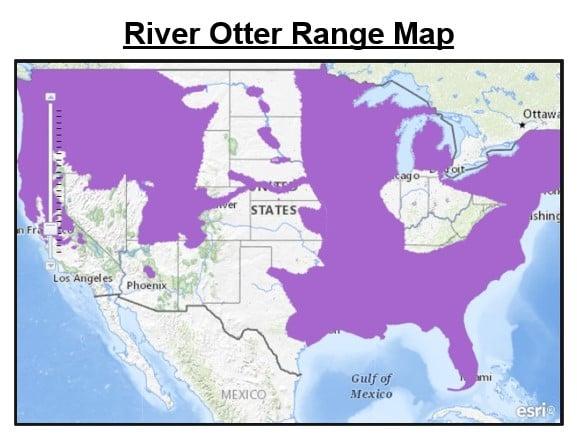 fox squirrel range map