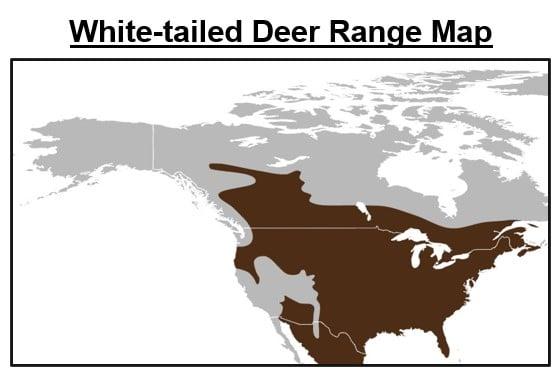 Species of mammals in Virginia