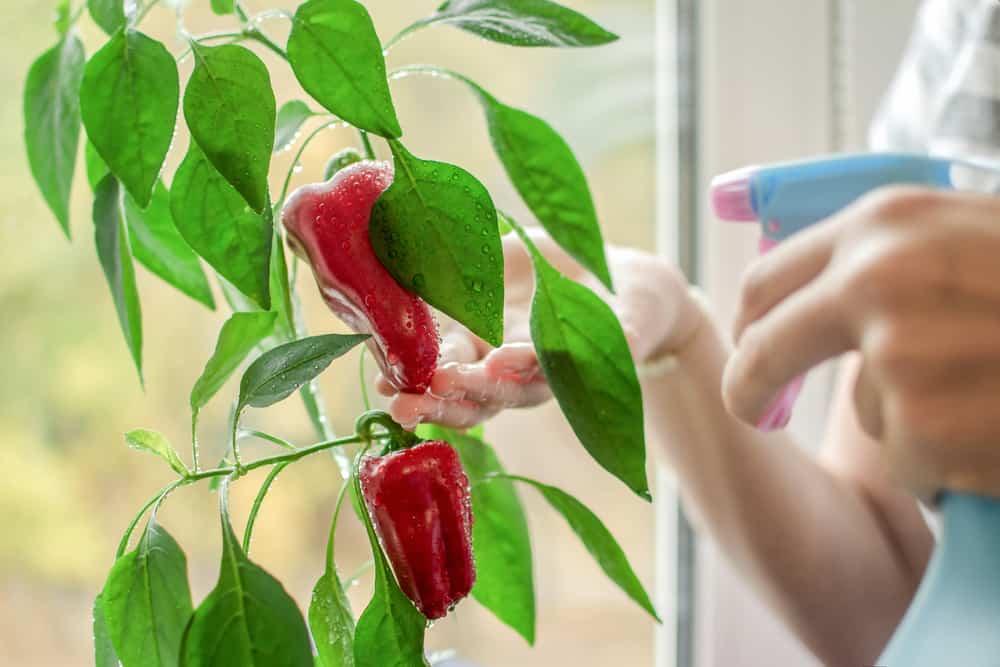 Peppers growing in a pot on a windowsill