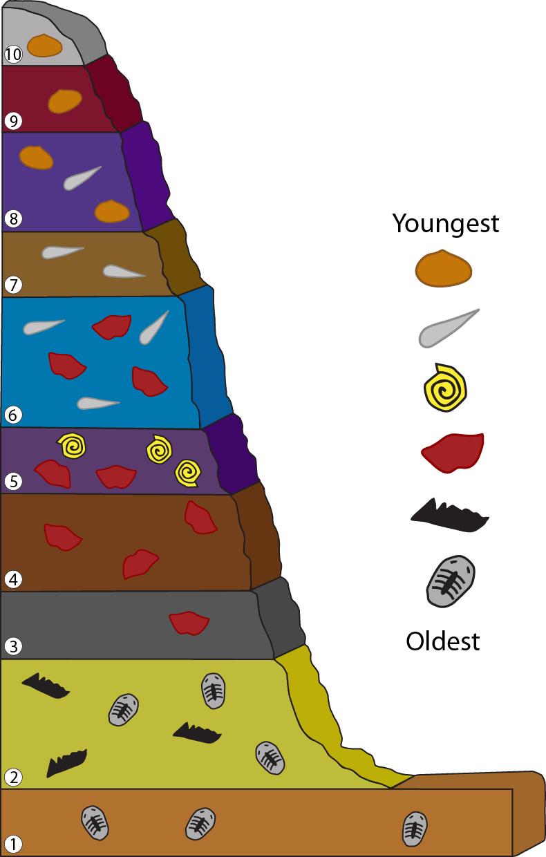 Ten vertical rock layers with different fossils. A legend is to the side organizing the fossils from oldest to youngest.