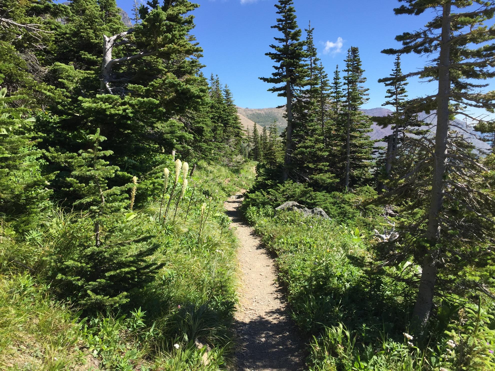 A trail in Glacier National Park.