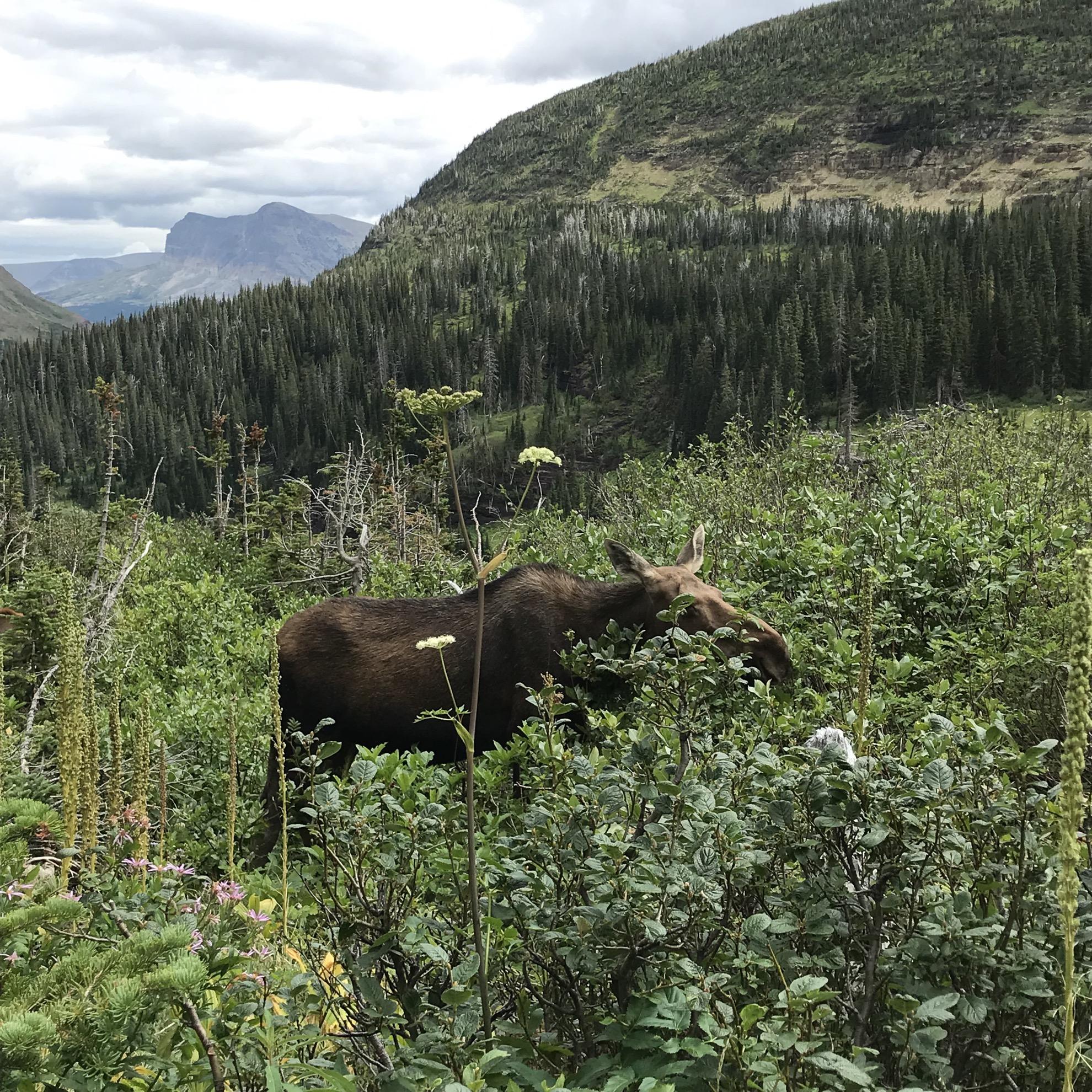 A moose in Glacier National Park.