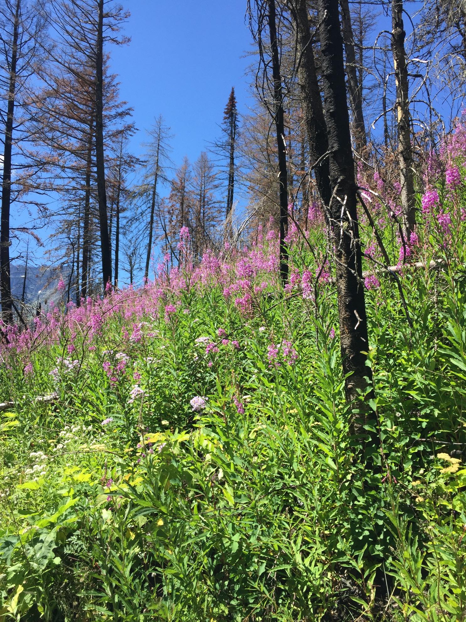 Burn area with heavy fireweed growth.