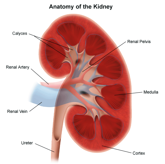 kidney diagram