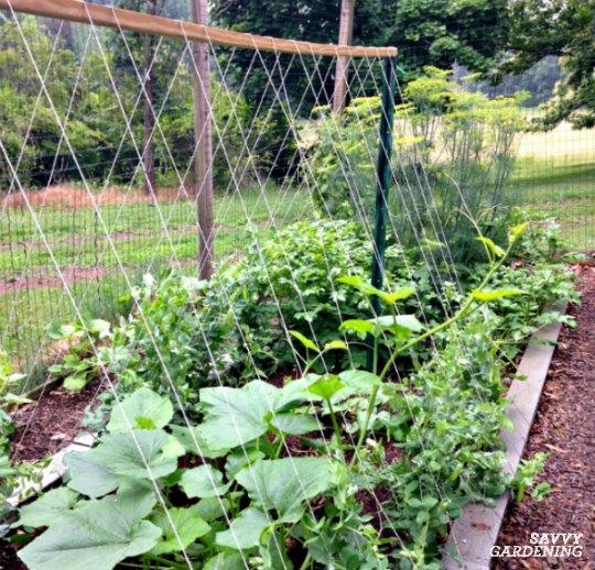 Learn which vegetables grow best on a trellis.