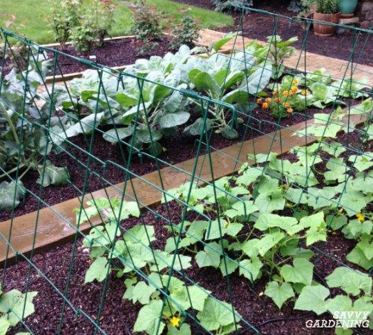 A cucumber trellis is a smart way to support vines.