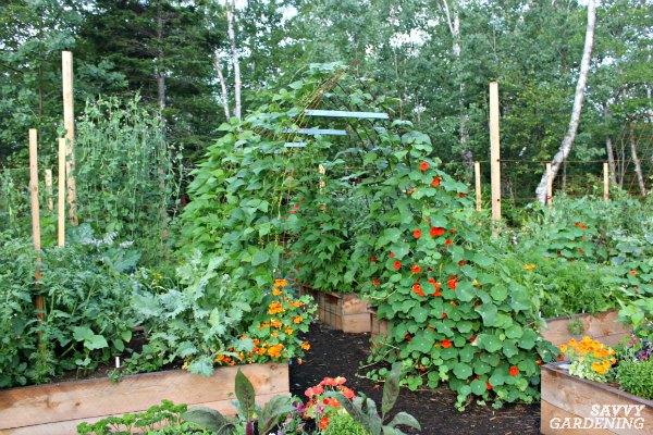 Pole beans can be grown on trellises, tunnels, and teepees.