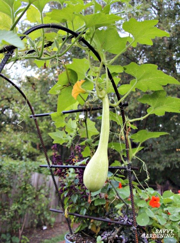 Squash is a good vegetable for a trellis.