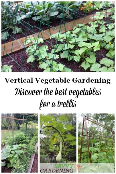 Discover the best vegetables for a trellis
