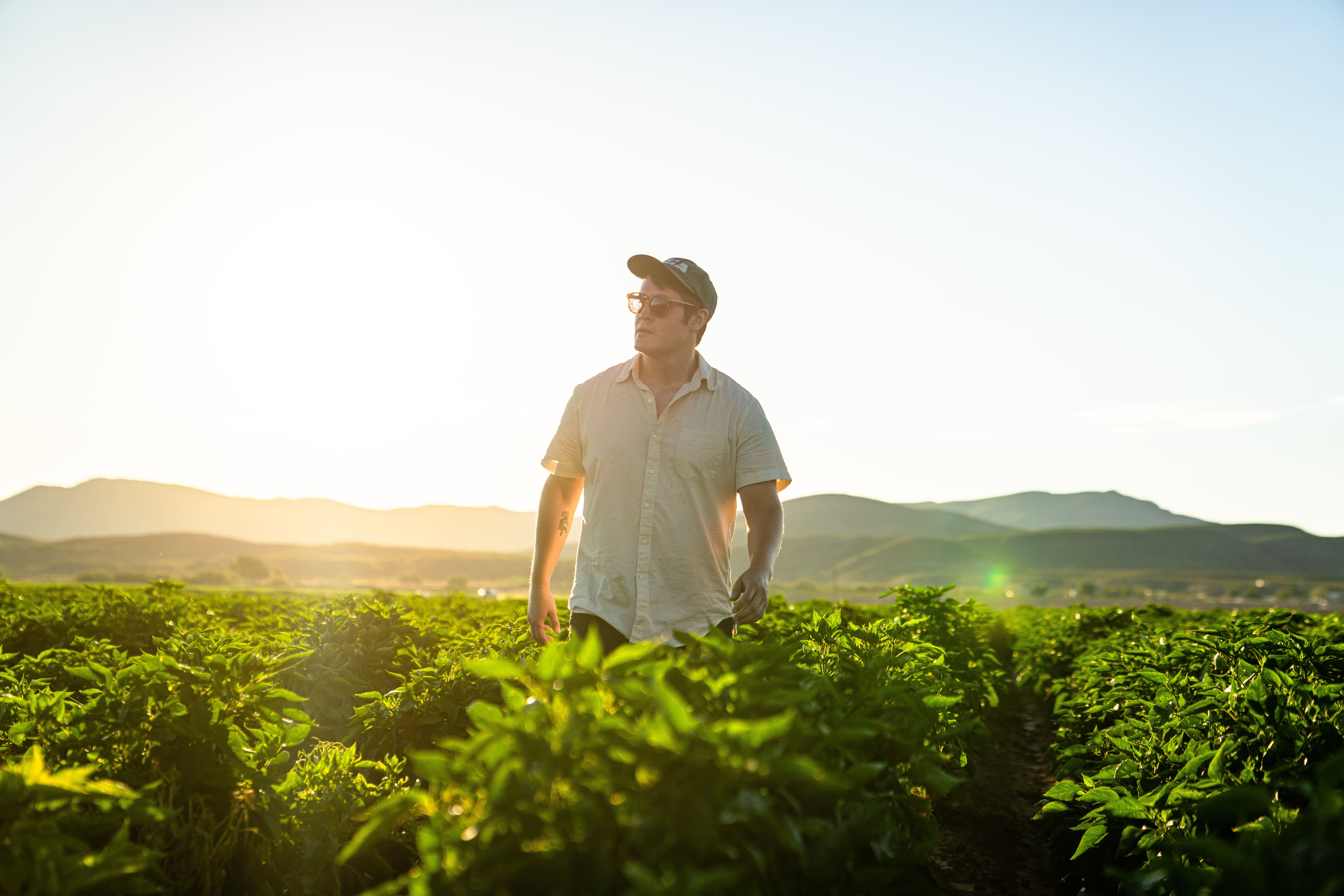 Zia Hatch Chile Company Founder Nathaniel Cotanch wades through waist-high fields of green chile in Hatch. Cotanch and his company were recently named to Forbes Magazine