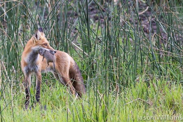 red fox with prey in mouth