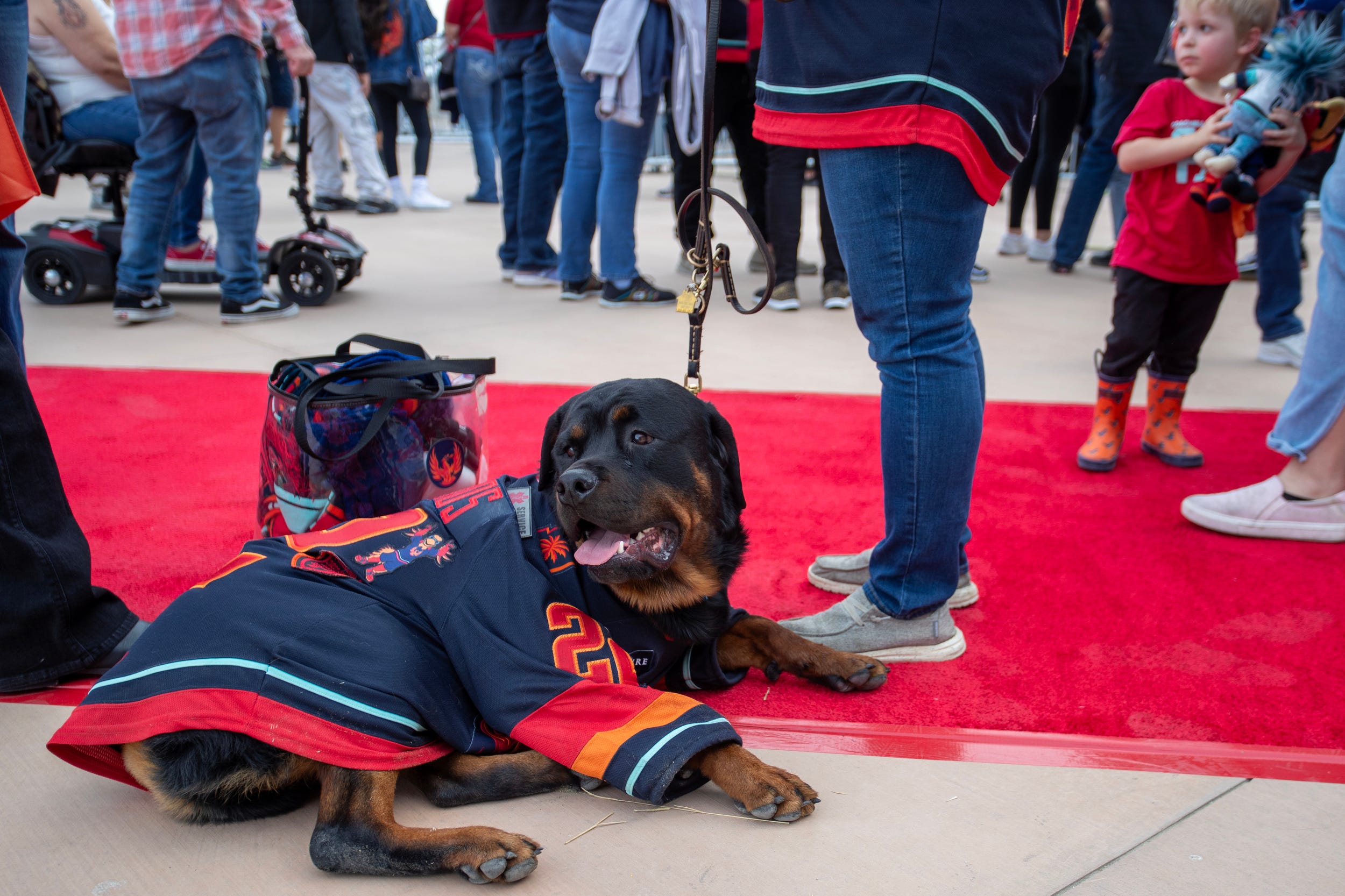 Rip, a service dog, waits for the doors to open for the Coachella Valley Firebirds season opener against the Bakersfield Condors at Acrisure Arena in Palm Desert, Calif., on Friday, Oct. 13, 2023.