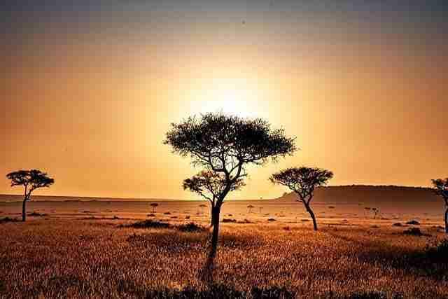 Grassland Biome Kenya