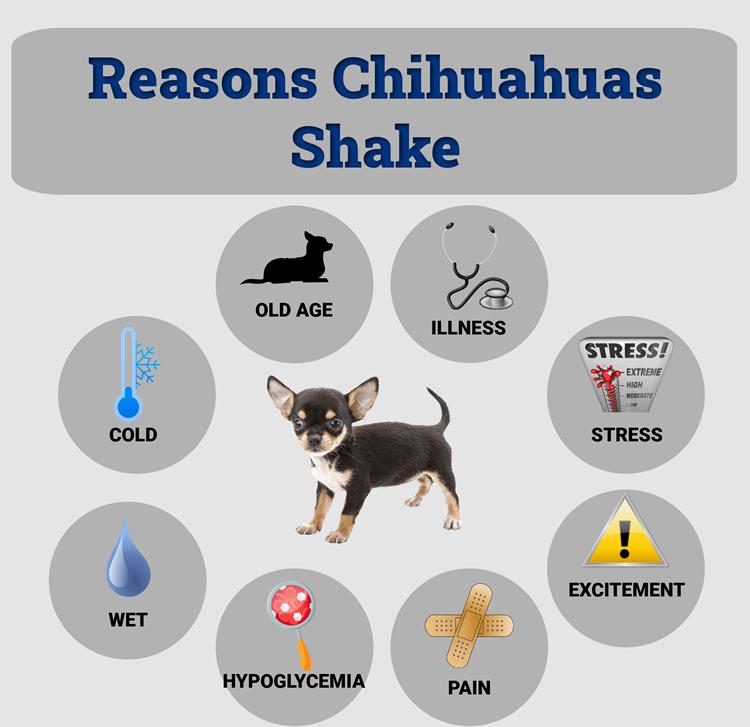 Illustration showing the reasons Chihuahuas shake and shiver