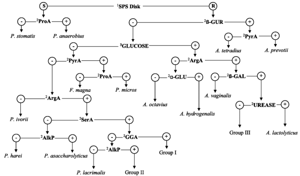 An example of a bacteria identification flow chart of Gram-positive anaerobic cocci.