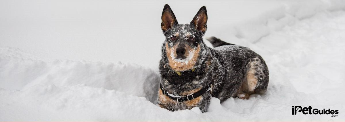 Merle dog lying on the snow