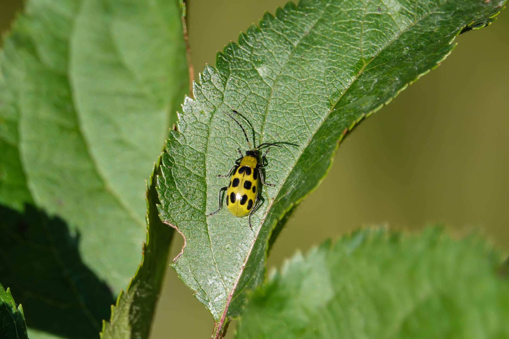 A yellow cucumber beetle with black spots on a leaf