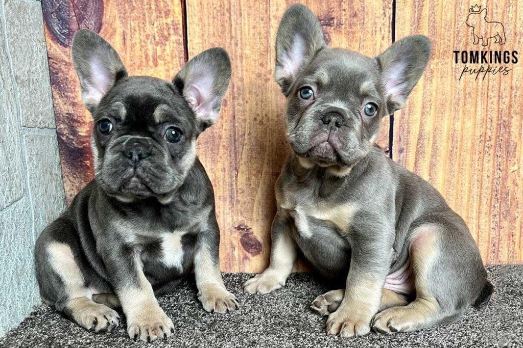 5 most common French bulldog eye problems - TomKings Blog