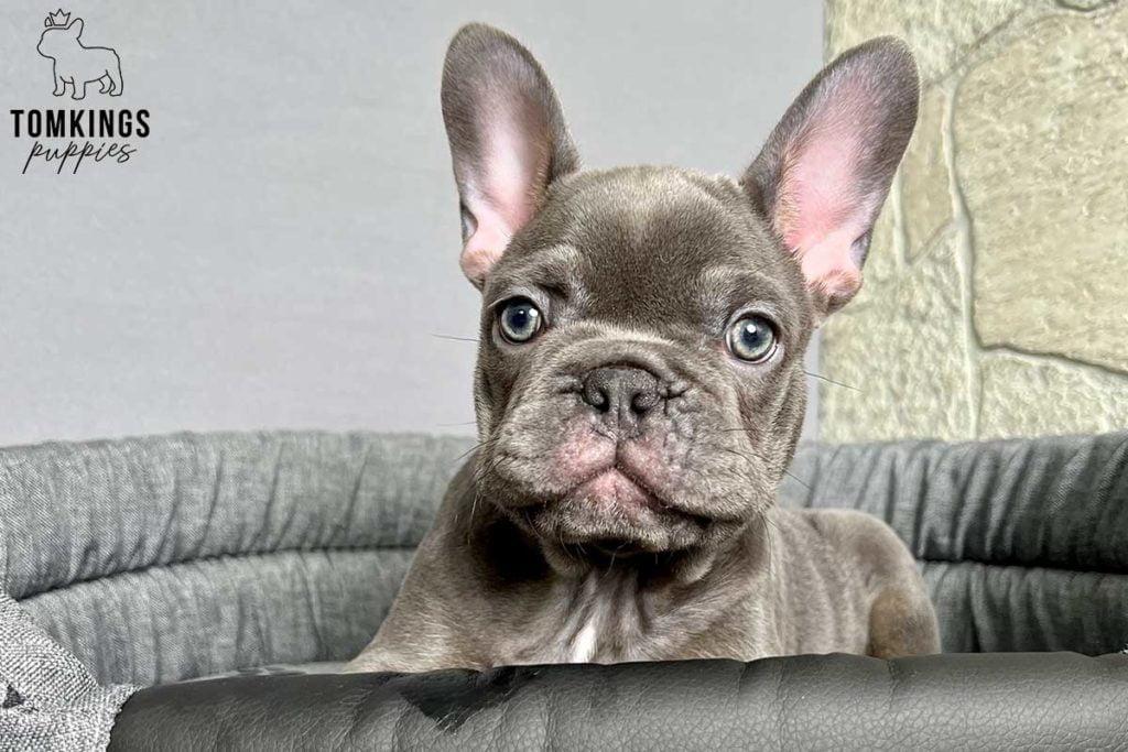 5 most common French bulldog eye problems - TomKings Blog