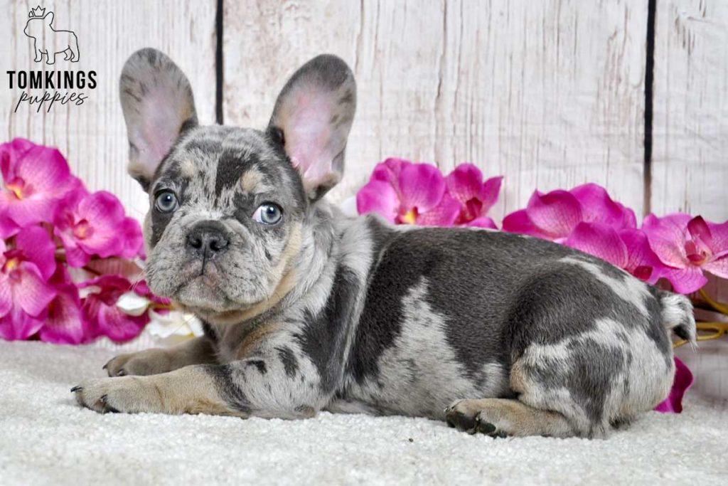 5 most common French bulldog eye problems - TomKings Blog