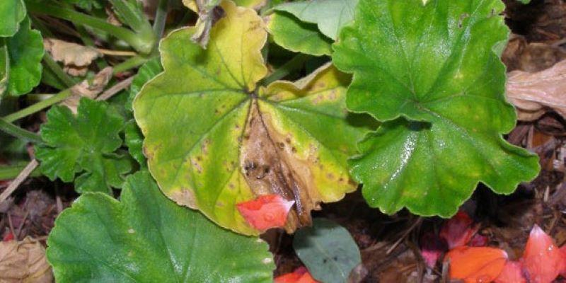 Bacterial blight in geraniums