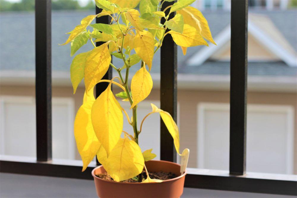 Yellow Pepper Plant Leaves