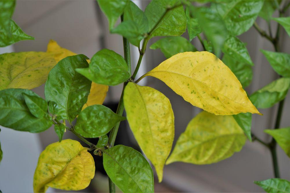 Yellow Pepper Leaves