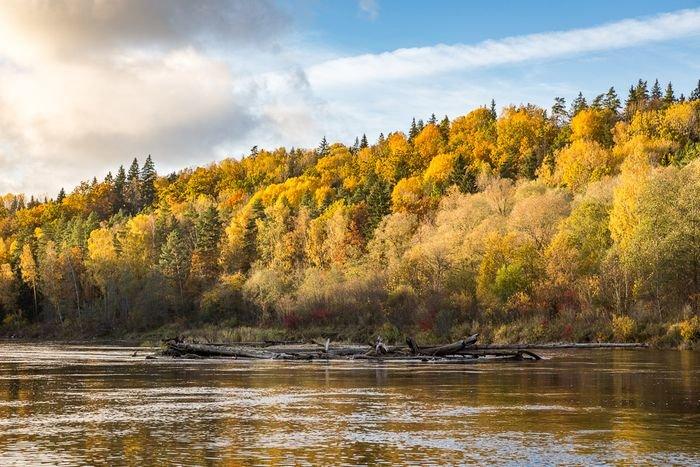 photo of a forest in the autumn