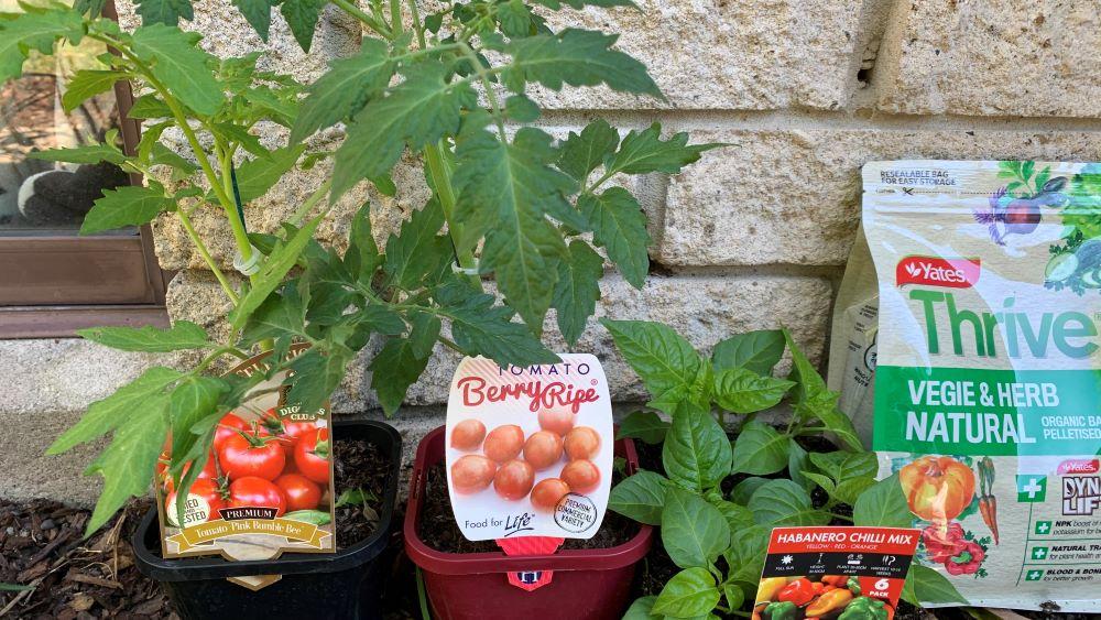 My Tomatoes are Ripening Too Small | 6 Tips for Larger Fruit